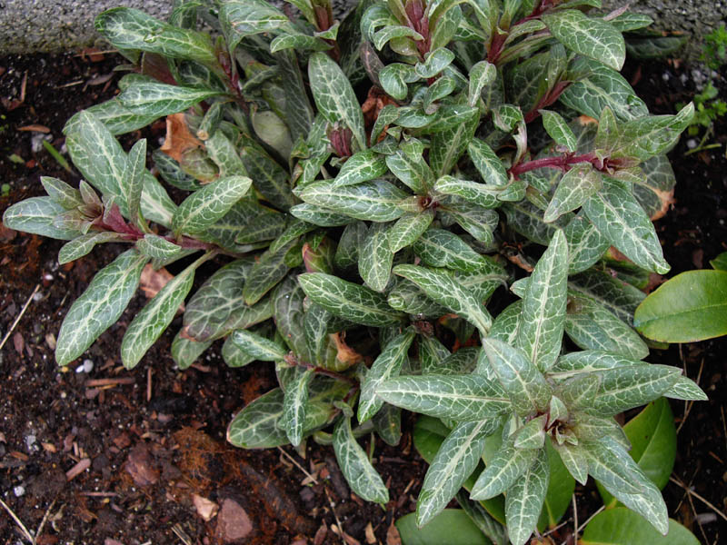 Lysimachia minoricensis en fleurs dans un jardin botanique